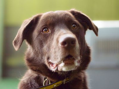 Dogs trust success sales stories